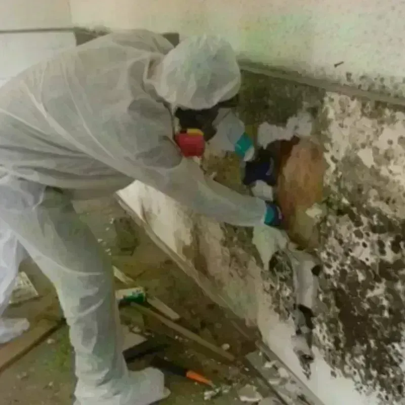 Mold Remediation and Removal in South Elgin, IL